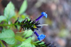 Stachytarpheta glabra