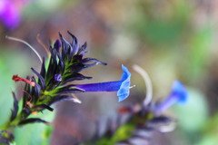 Stachytarpheta glabra