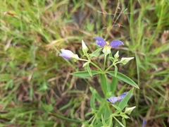 Exacum pedunculatum