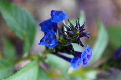 Stachytarpheta glabra