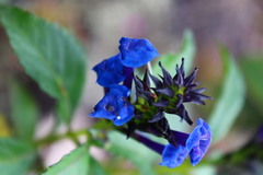 Stachytarpheta glabra