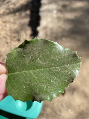 Rhus integrifolia × ovata