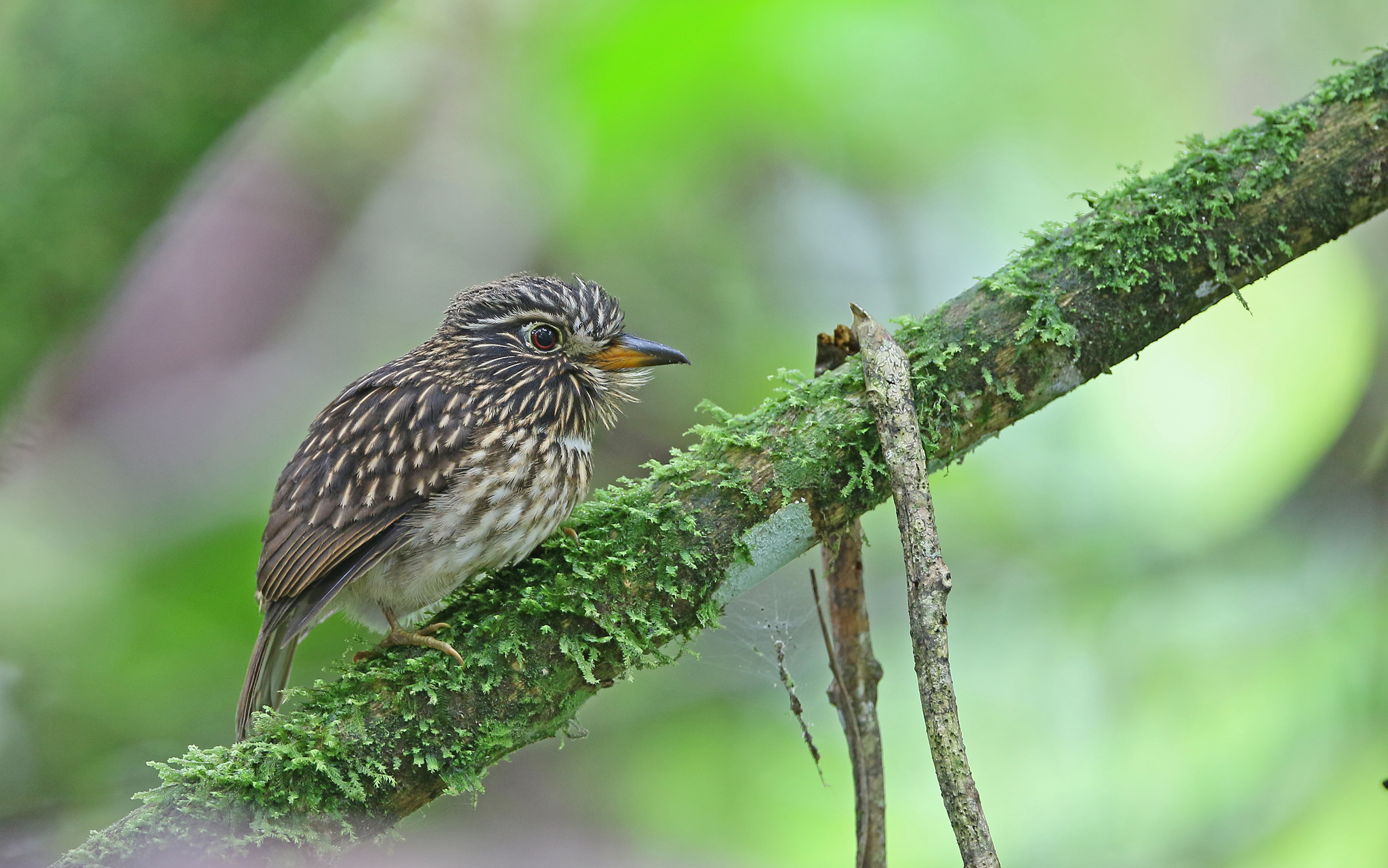 White-chested Puffbird (Malacoptila fusca), photo 7