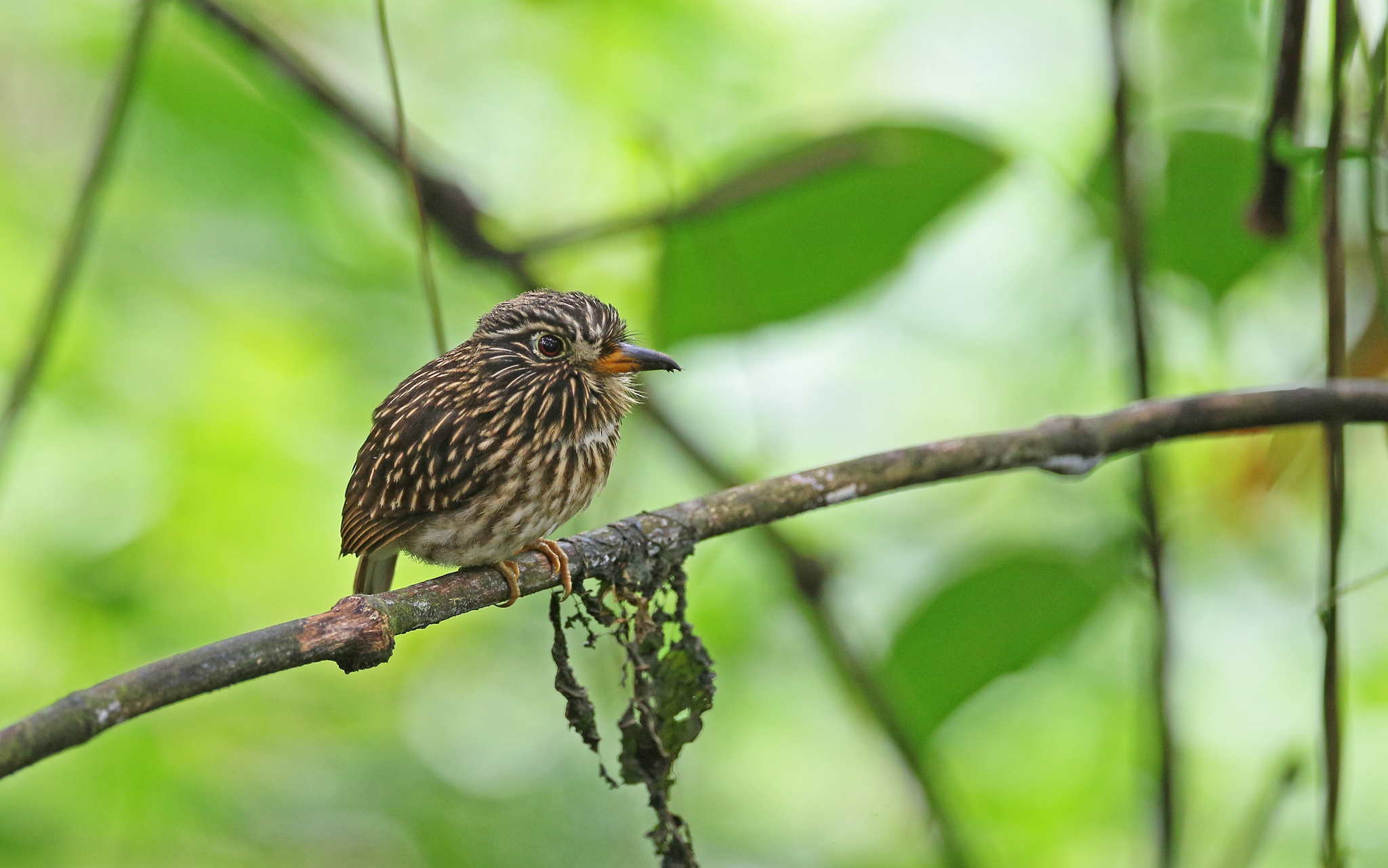 White-chested Puffbird (Malacoptila fusca), photo 8