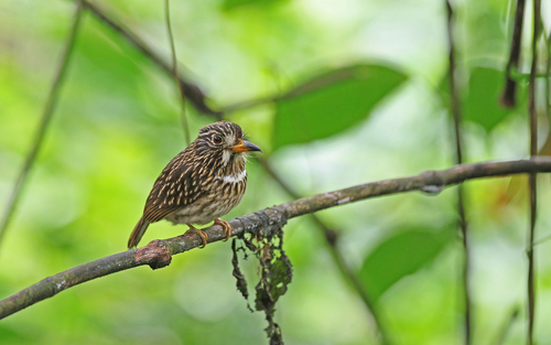 White-chested Puffbird (Malacoptila fusca), photo 9