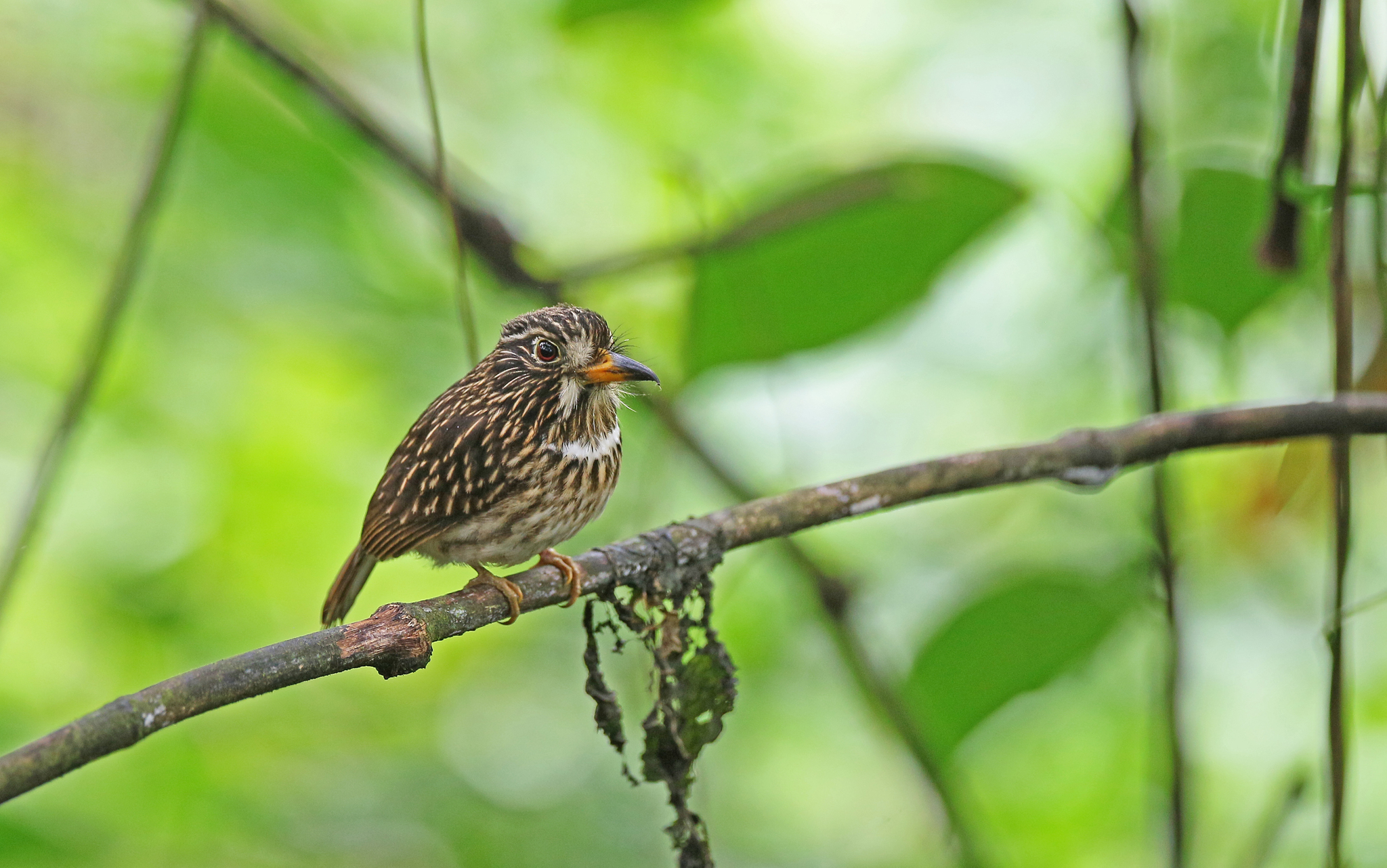 White-chested Puffbird (Malacoptila fusca), photo 9
