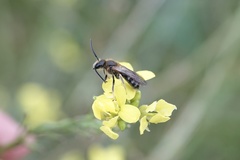Lasioglossum laevigatum