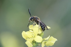 Lasioglossum laevigatum