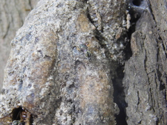 Plebeia droryana