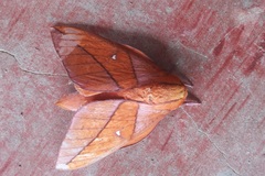 Adeloneivaia centrojason