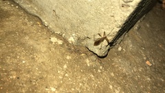 Rocconota annulicornis