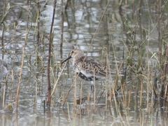 Calidris alpina
