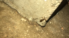 Rocconota annulicornis