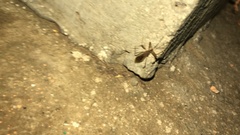 Rocconota annulicornis