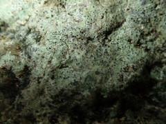 Verrucaria praetermissa