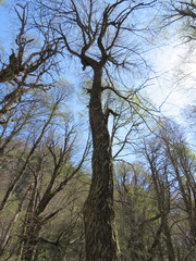 Nothofagus alpina