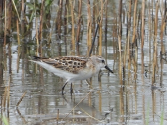 Calidris minuta