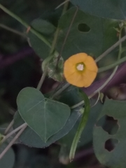 Ipomoea minutiflora