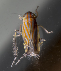 Deltanus texanus