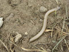 Bakersfield Legless Lizard photo 4