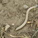 Bakersfield Legless Lizard - Photo (c) jerrywinkle, some rights reserved (CC BY-SA)