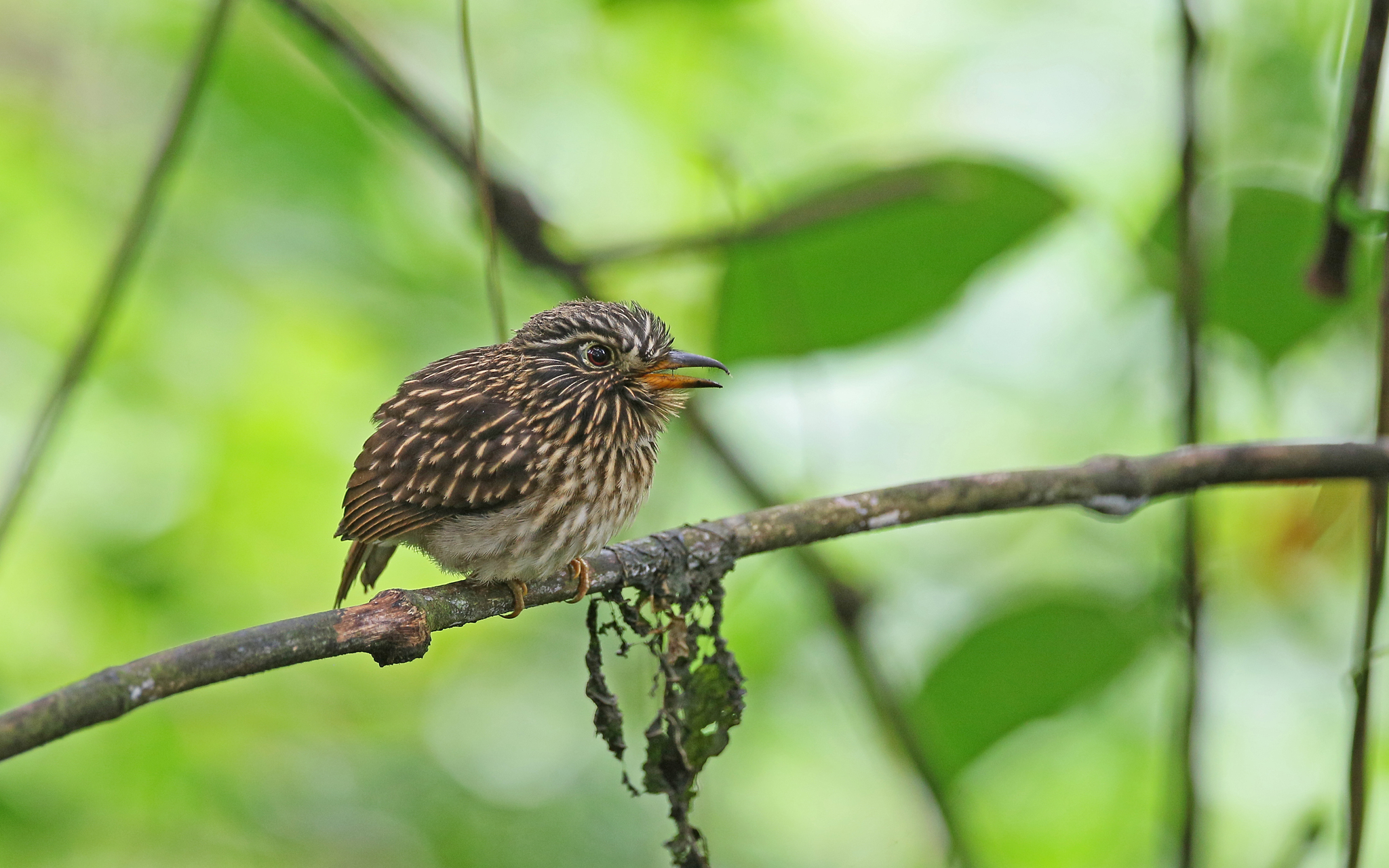White-chested Puffbird (Malacoptila fusca), photo 10