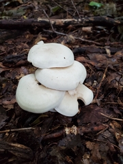Leucocybe