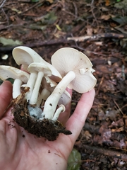 Leucocybe