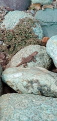 Sceloporus magister