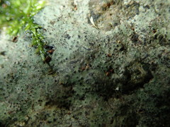Verrucaria praetermissa