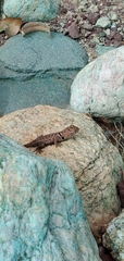 Sceloporus magister