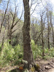 Nothofagus alpina