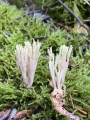 Ramaria apiculata
