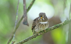 White-Chested Puffbird photo 2