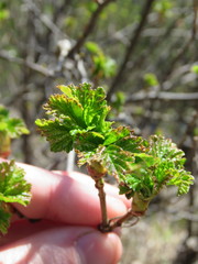 Ribes magellanicum