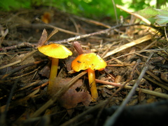 Hygrocybe insipida