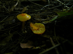 Hygrocybe insipida