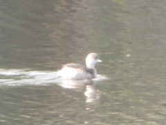 Tachybaptus ruficollis