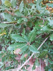 Quercus × cerrioides