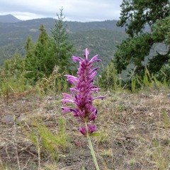 Agastache pallidiflora