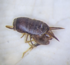 Myrmecophilidae