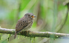 White-Chested Puffbird photo 3