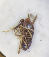 Myrmecophilidae