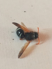 Hypodynerus vespiformis