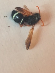 Hypodynerus vespiformis