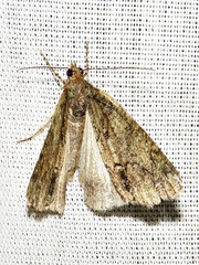 Xylopteryx arcuata