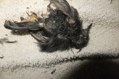 Passeriformes