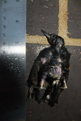 Passeriformes