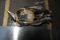 Passeriformes