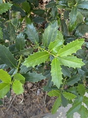 Ilex opaca image